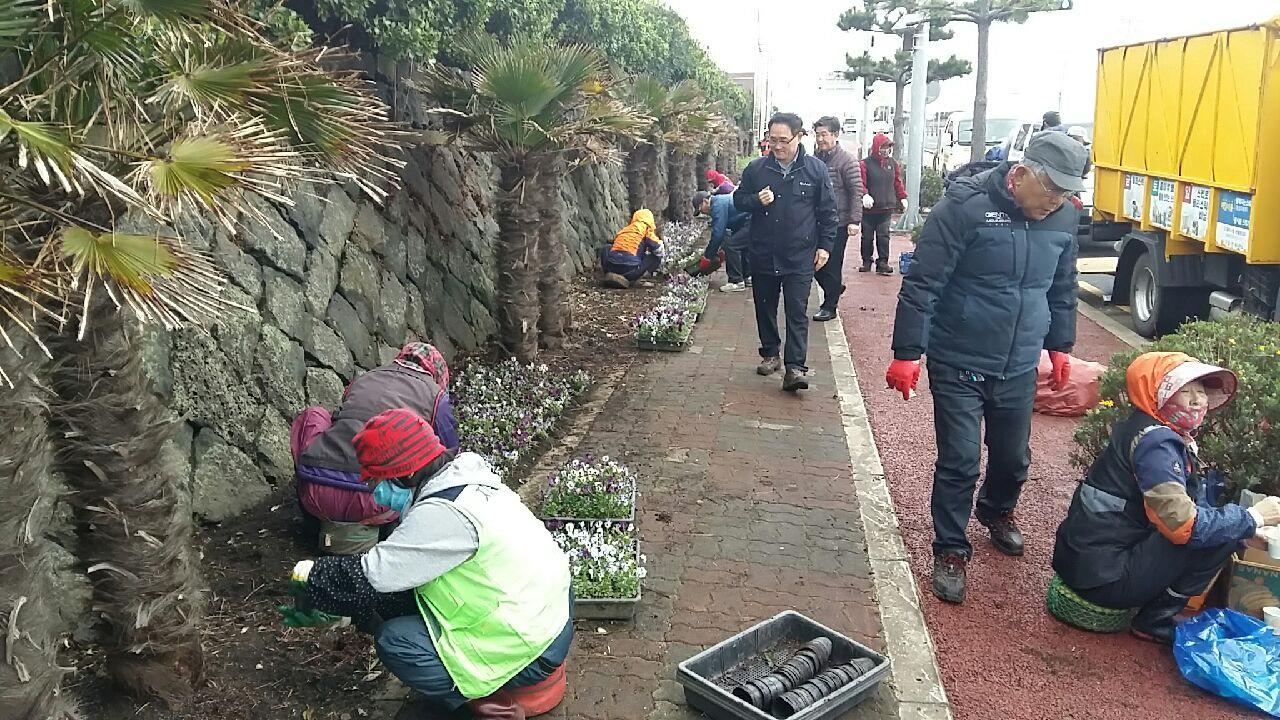 구좌읍, 일주도로변 계절화 식재 작업 실시 첨부이미지