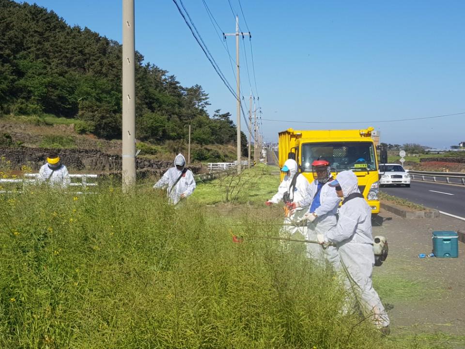 구좌읍, 일주도로변 잡초제거 작업 첨부이미지