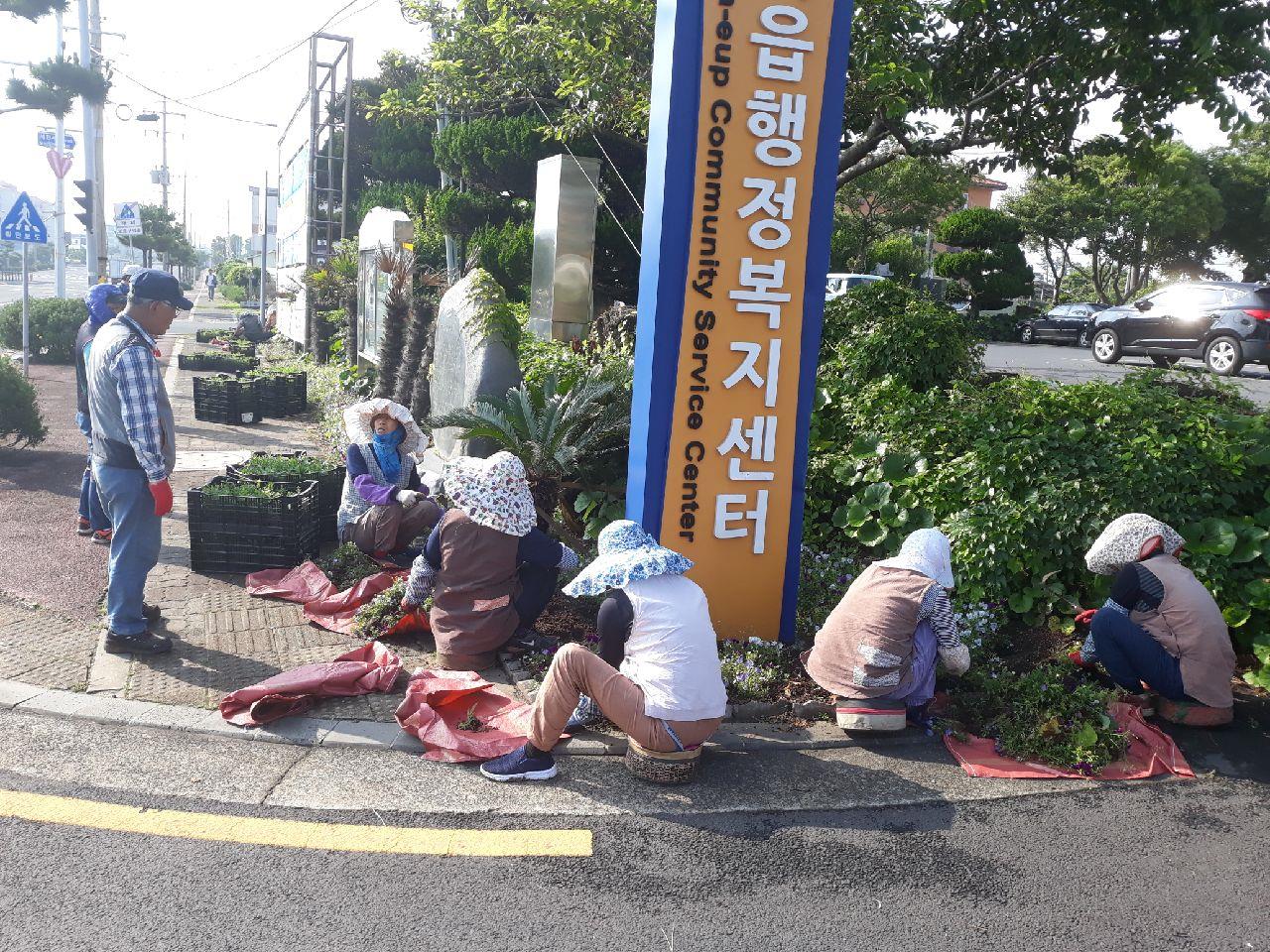 구좌읍, 일주도로변 계절화 식재 작업 첨부이미지