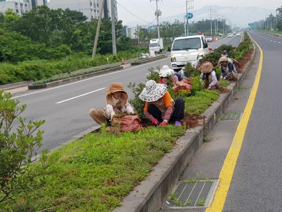 구좌읍, 일주도로변 계절화 식재 작업 첨부이미지