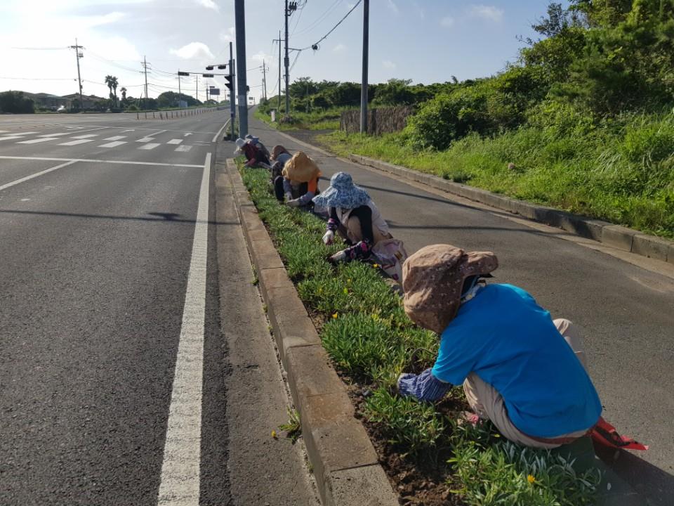 구좌읍, 일주도로변 식수대 잡초 제거 작업 첨부이미지