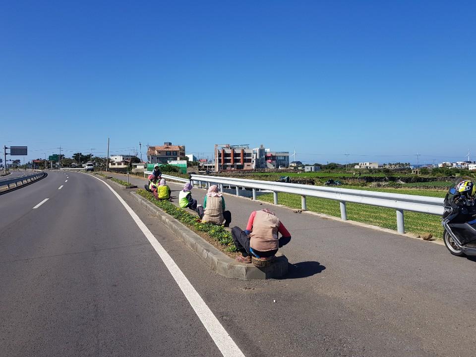 구좌읍, 일주동로변 식수대 잡초 제거 작업 실시 첨부이미지