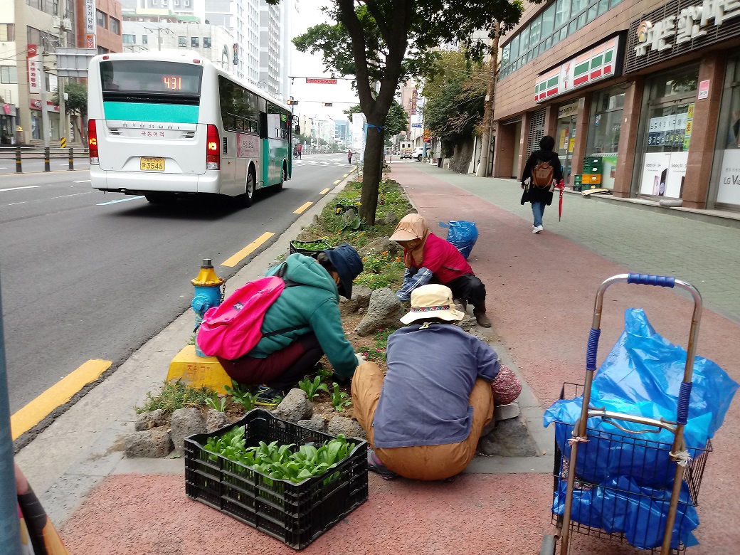 이도1동 주요도로변 계절화 식재 첨부이미지