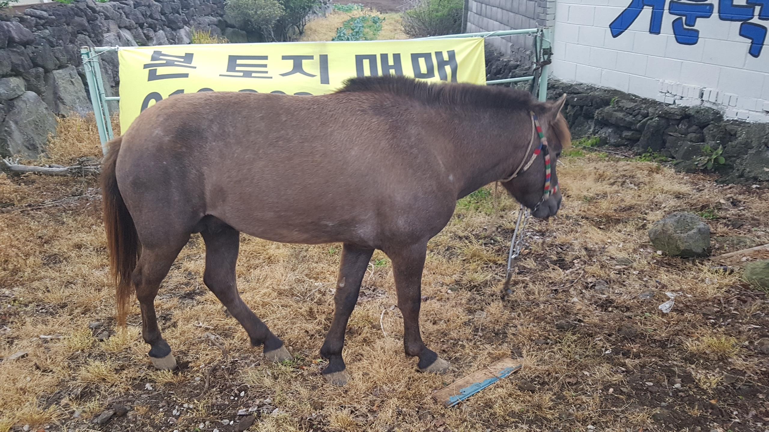 가축(말) 신고사항 알림 첨부이미지