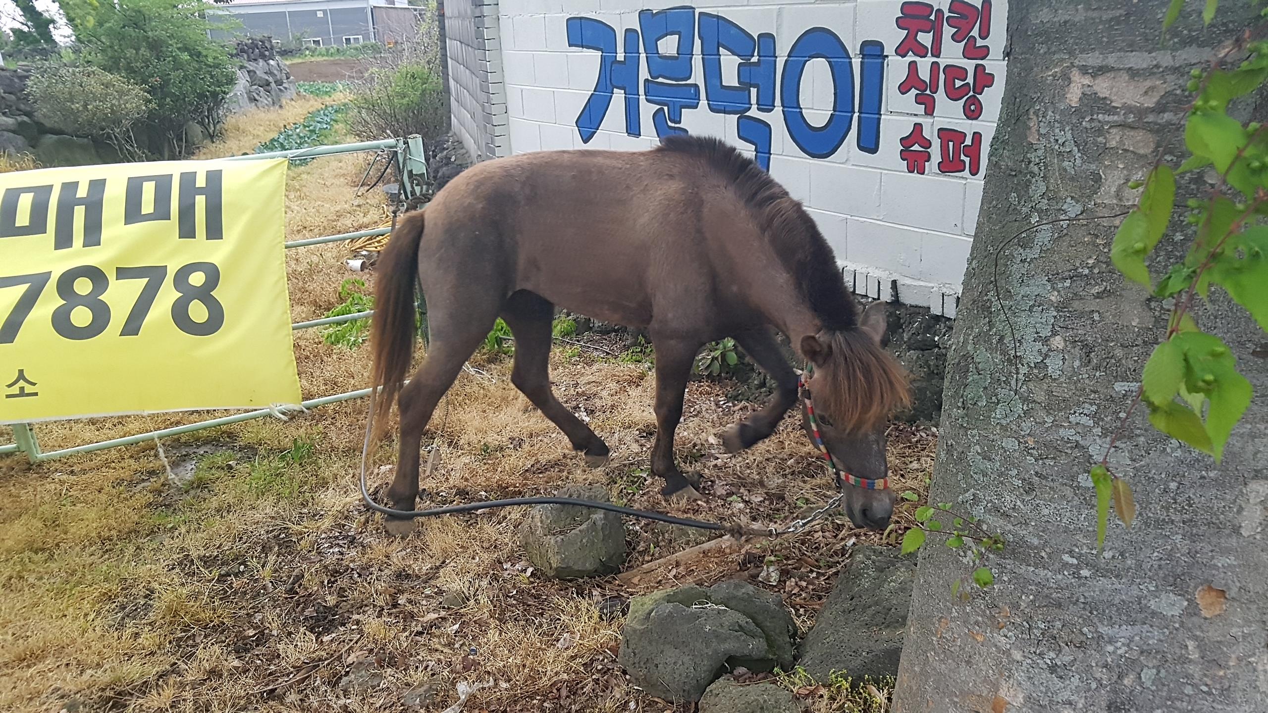 가축(말) 신고사항 알림 첨부이미지