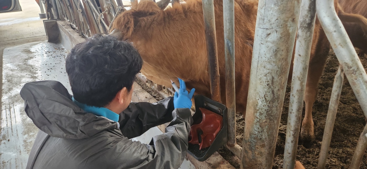 (2.19.축산과) 제주시, 소 브루셀라병 및 결핵병 일제 검진 추진1.jpg