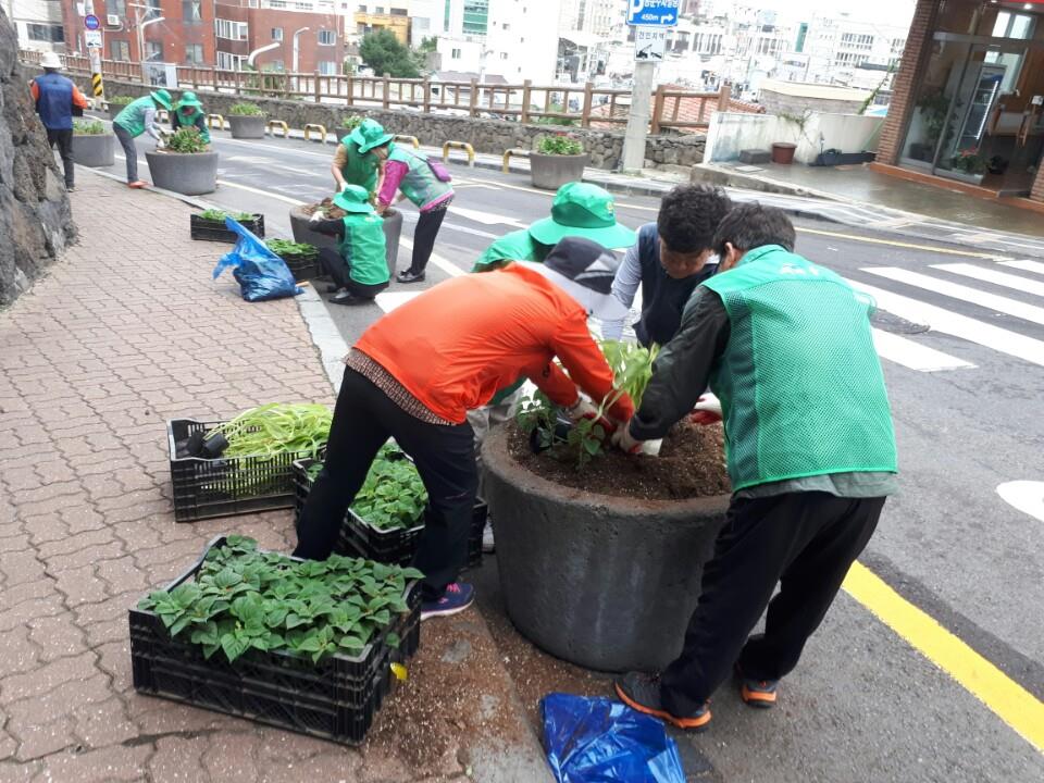 관내 공한지 및 대형화분 계절화 식재 및 관리 첨부이미지