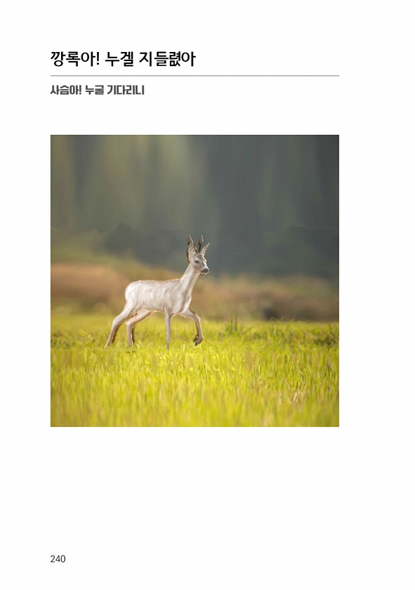 242페이지