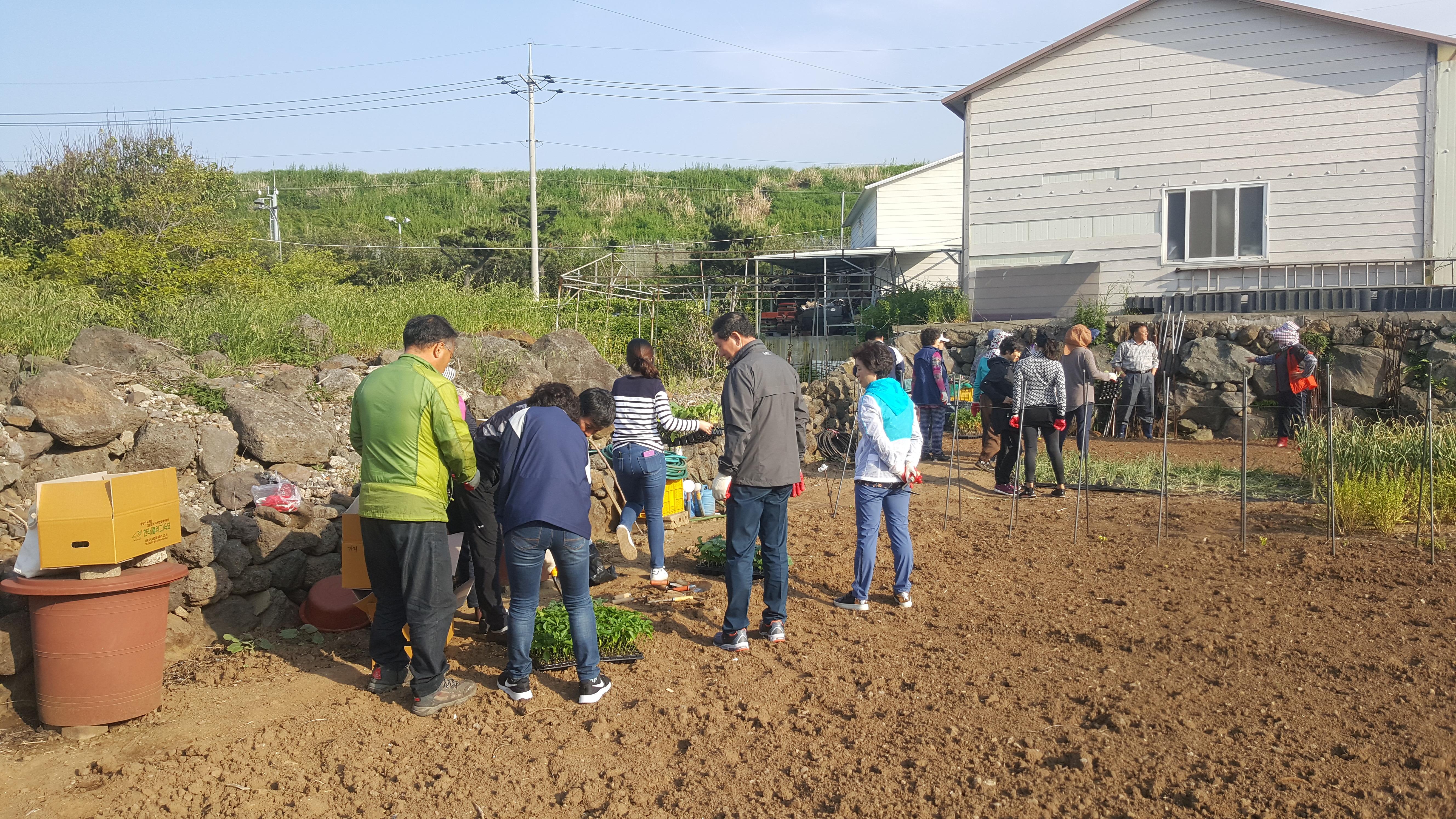 도두동지역사회보장협의체 사랑의 텃밭가꾸기 진행 첨부이미지