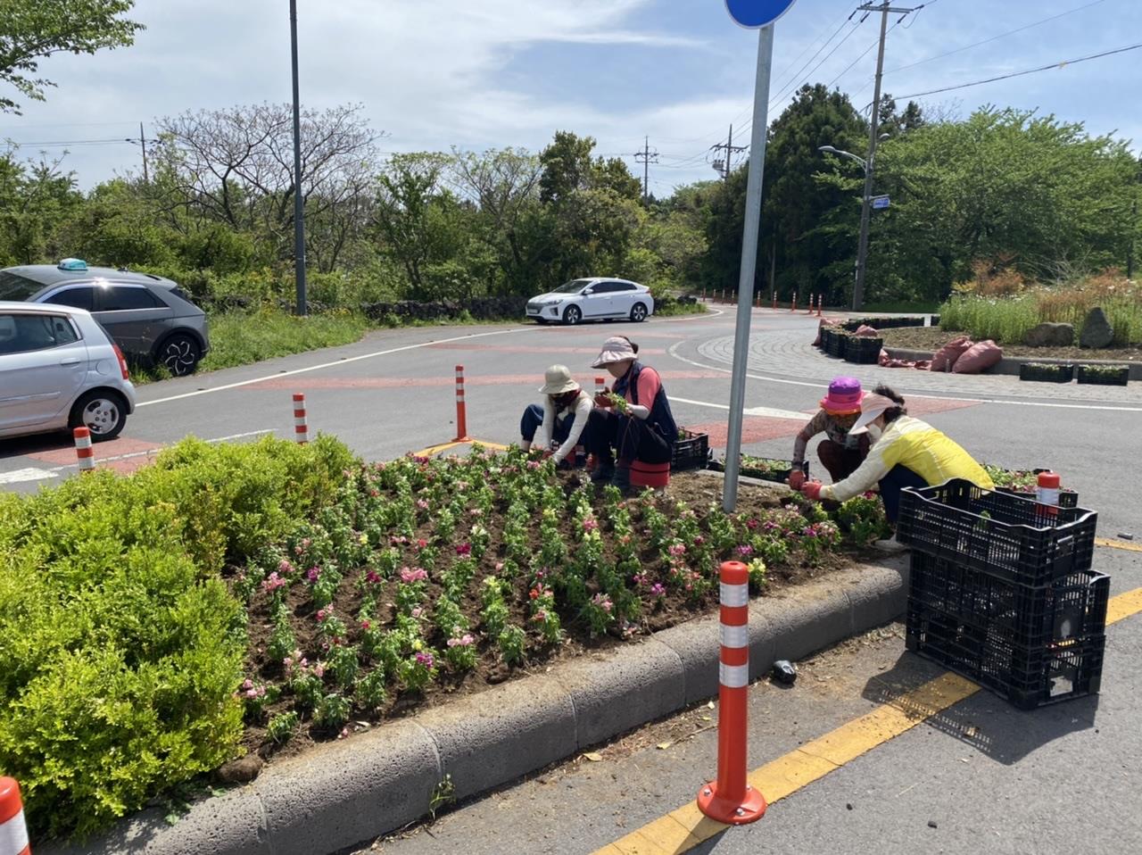 노형동, 도로 위 교통섬 꽃섬화, 노형동 신비의도로 봄꽃 식재 첨부이미지