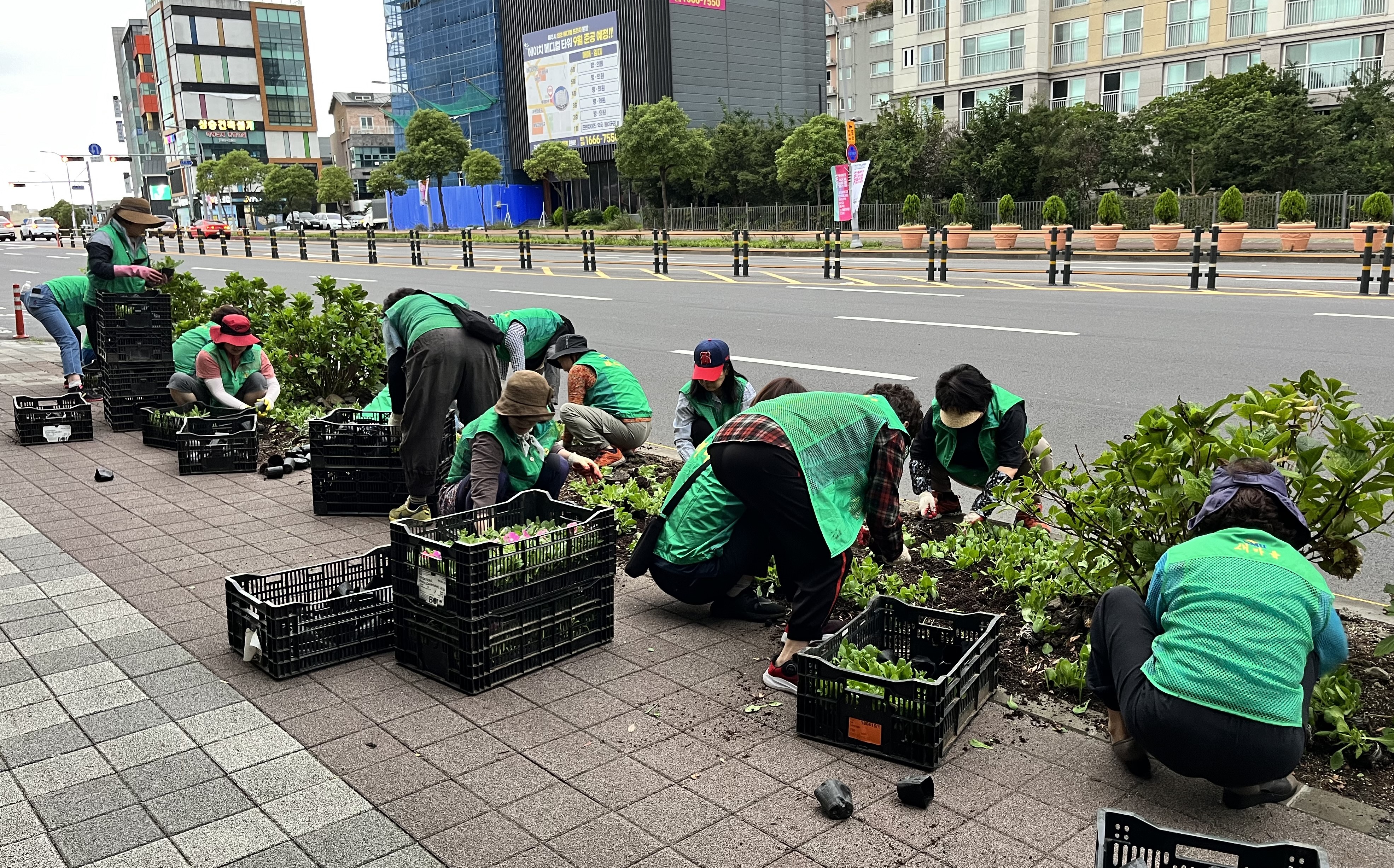 노형동새마을부녀회, 가을맞이 관내 도로변 가을꽃 식재 첨부이미지