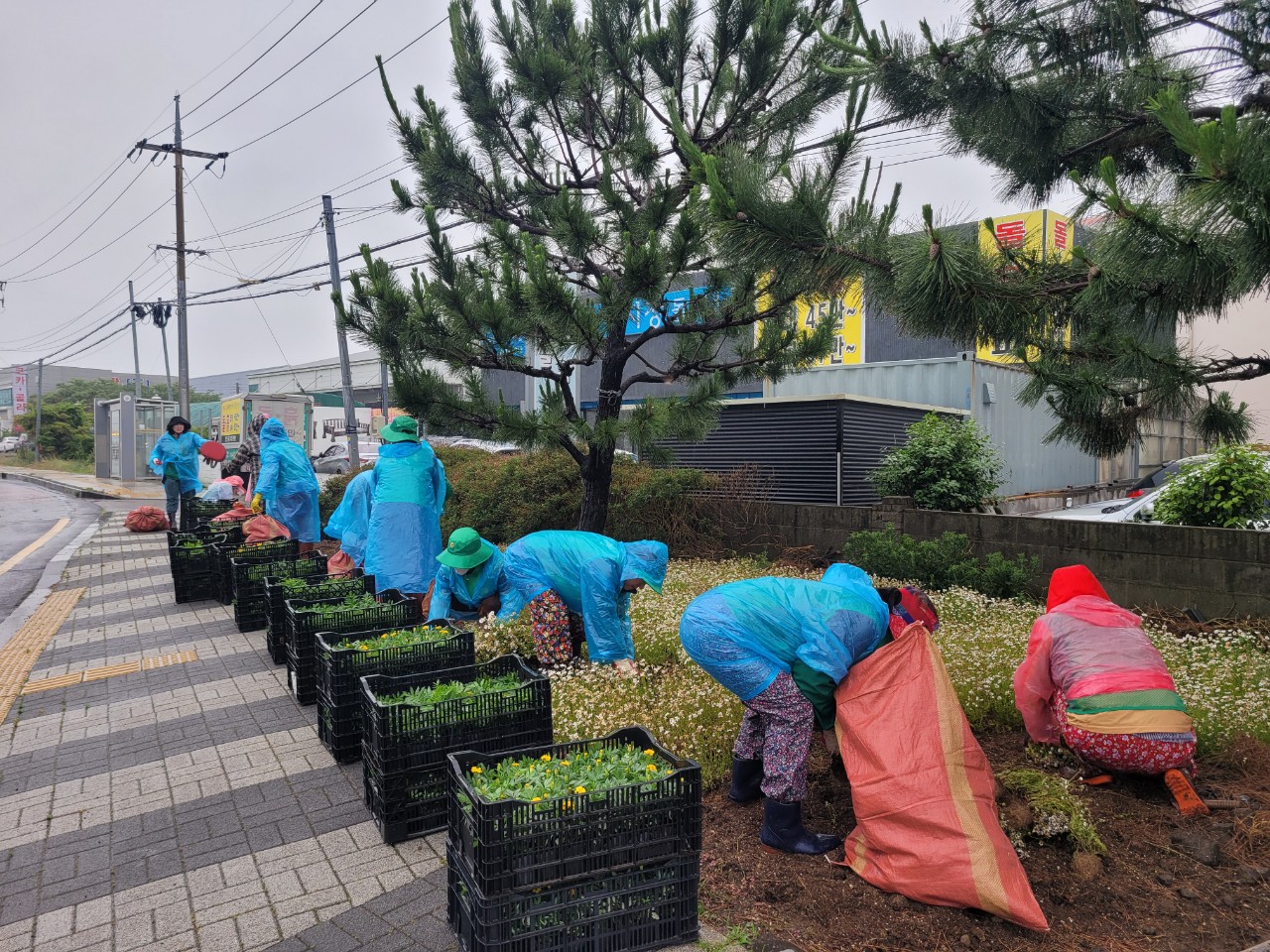 외도동새마을부녀회, 사계절 꽃피는 거리 조성에 구슬땀 첨부이미지