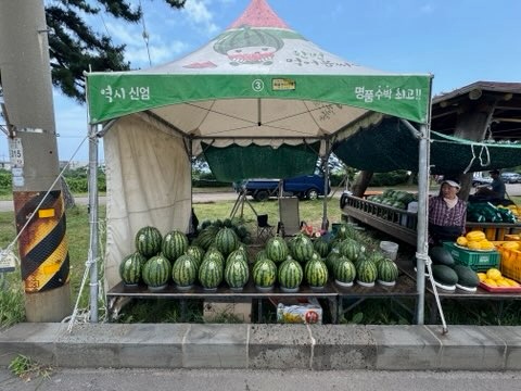 변영근 제주시 부시장， 신엄리 수박 직거래 장터 개장식 참석(7.12.농정과)  5.jpeg