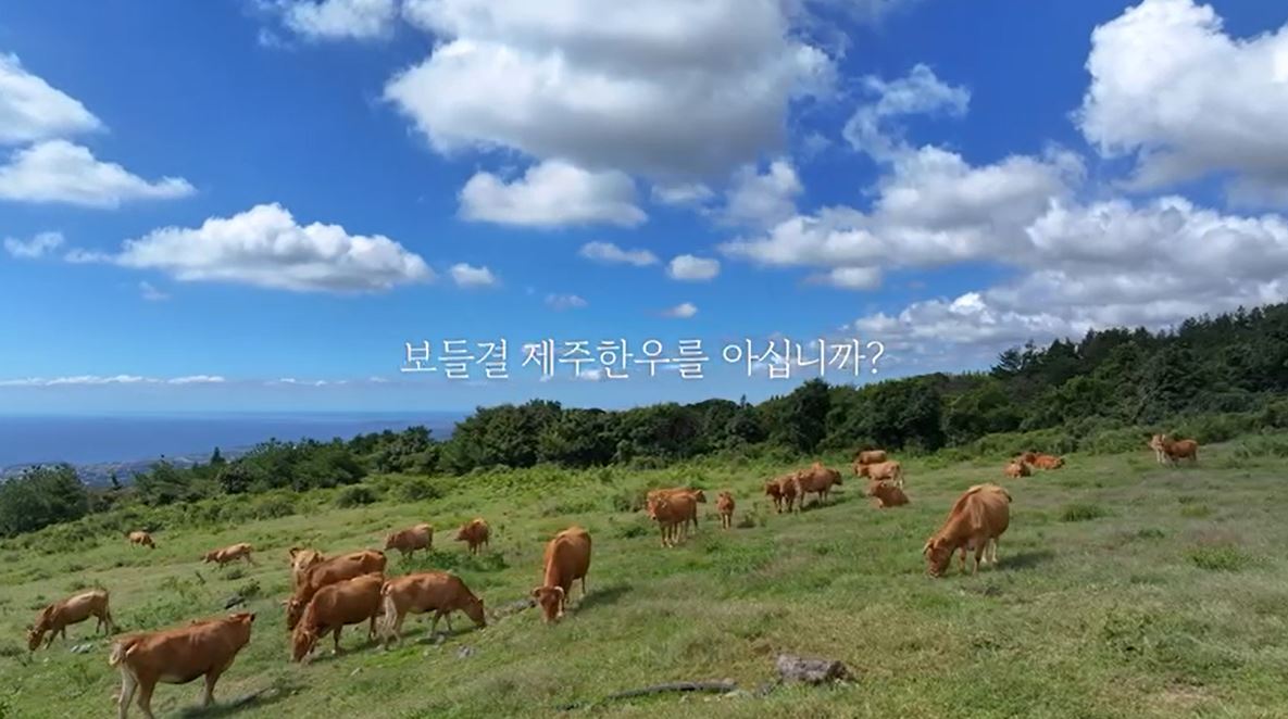 (11.15.축산과)제주시, 보들결 제주한우 우수성 알려 소비촉진에 힘쓴다 1.jpg