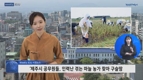 ‘제주시 공무원들, 인력난 겪는 마늘 농가 찾아 구슬땀